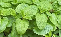 Fresh lemon balm leaves